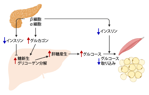糖代謝の調節機構 糖尿病・内分泌プラクティスweb 