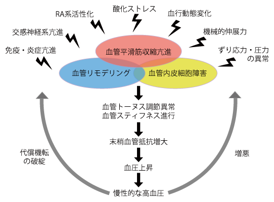 図1 高血圧における血管調節異常