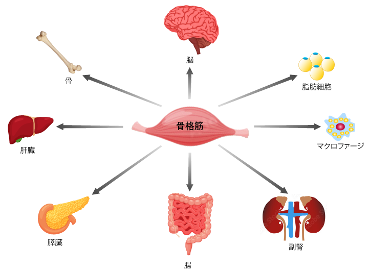 図2 骨格筋の多臓器連関