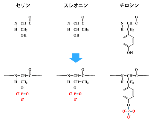 リン酸化によるシグナル伝達 | 糖尿病・内分泌プラクティスWeb