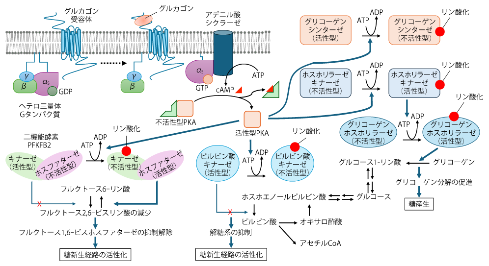 Gタンパク質共役受容体 | 糖尿病・内分泌プラクティスWeb