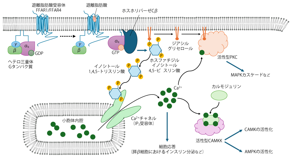 Gタンパク質共役受容体 | 糖尿病・内分泌プラクティスWeb