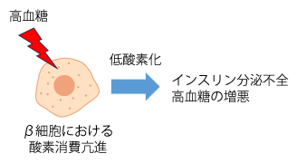 図1 高血糖(糖毒性)は膵β細胞低酸素を惹起する