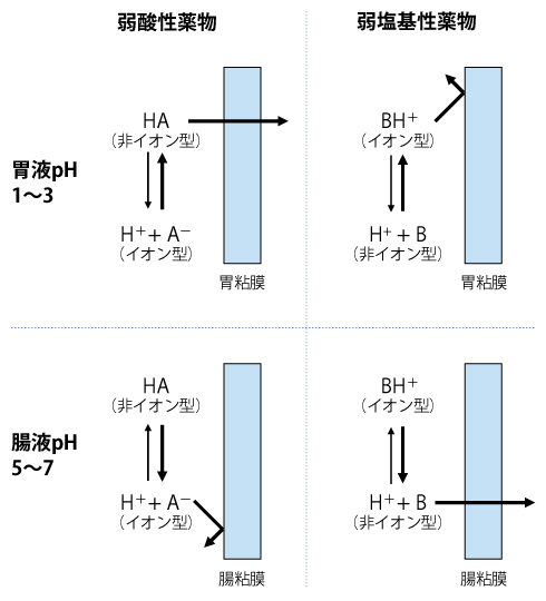 薬物の生体内動態 ―吸収― | 糖尿病・内分泌プラクティスWeb