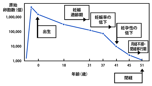 図1 年齢による卵巣の原始卵胞数の推移