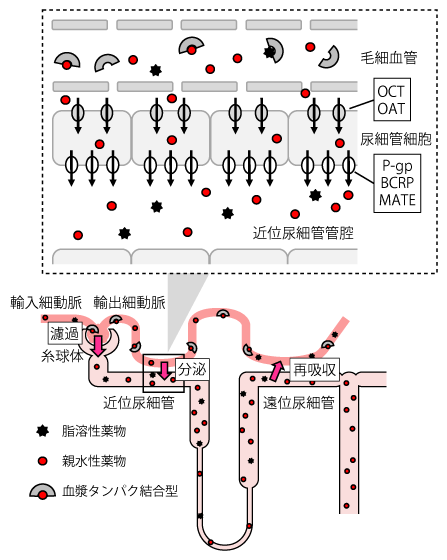 薬物の生体内動態 ―代謝と排泄― | 糖尿病・内分泌プラクティスWeb