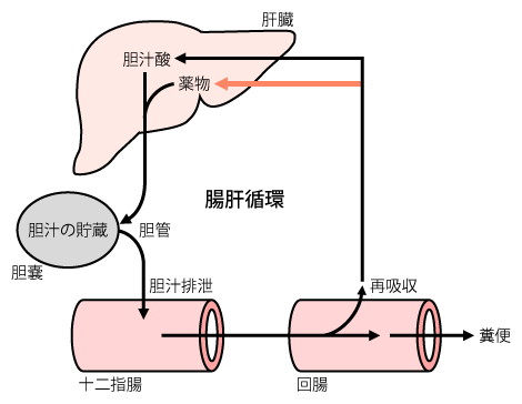 薬物の生体内動態 ―代謝と排泄― | 糖尿病・内分泌プラクティスWeb