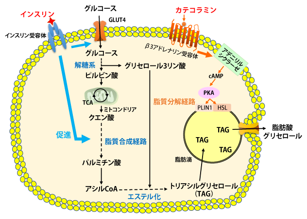 図1　脂肪細胞の脂質蓄積に対するインスリンとカテコラミンの作用（文献1より改変）
