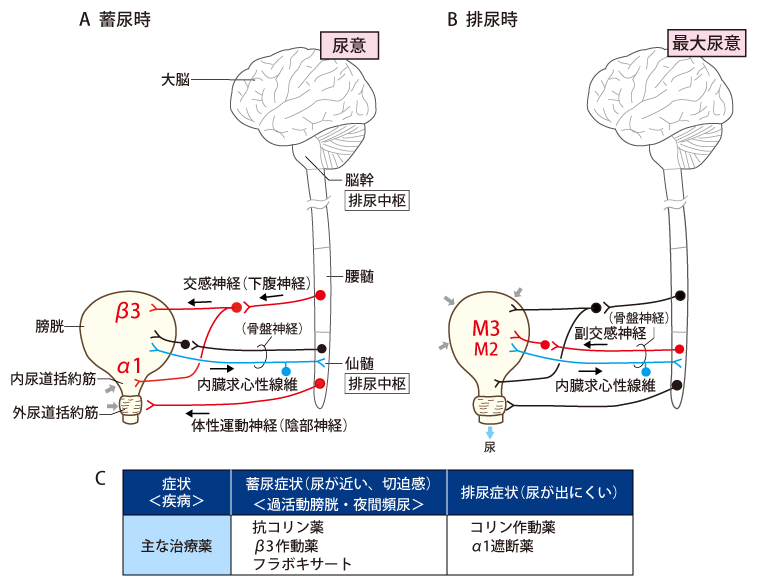 自律神経系とそれを対象とする薬理活性 | 糖尿病・内分泌プラクティスWeb