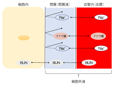 図1 血漿浸透圧の基本(文献●より)