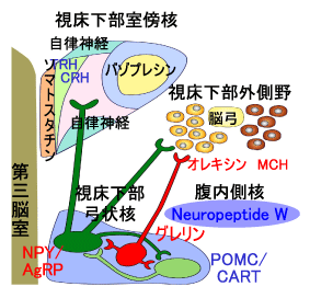 図1　視床下部の摂食調節中枢