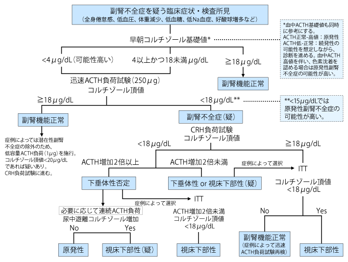 NET・下垂体・副甲状腺・副腎 裁断済み - 健康/医学