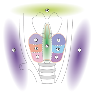 図1 甲状腺超音波検査のスクリーニング