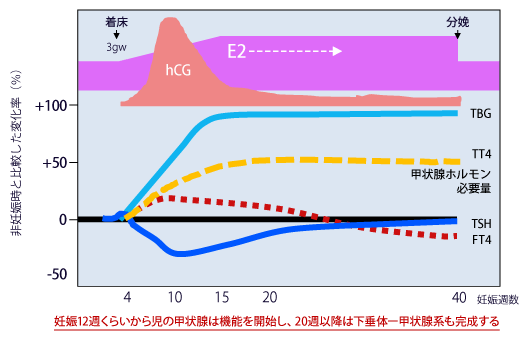 図1 生理的な妊娠中の甲状腺機能の変化(Mandel SJ, Spencer CA, et al. : Are detection and treatment of thyroid insufficiency in pregnancy feasible? Thyroid. 2005; 15(1): 44-53. より作図)