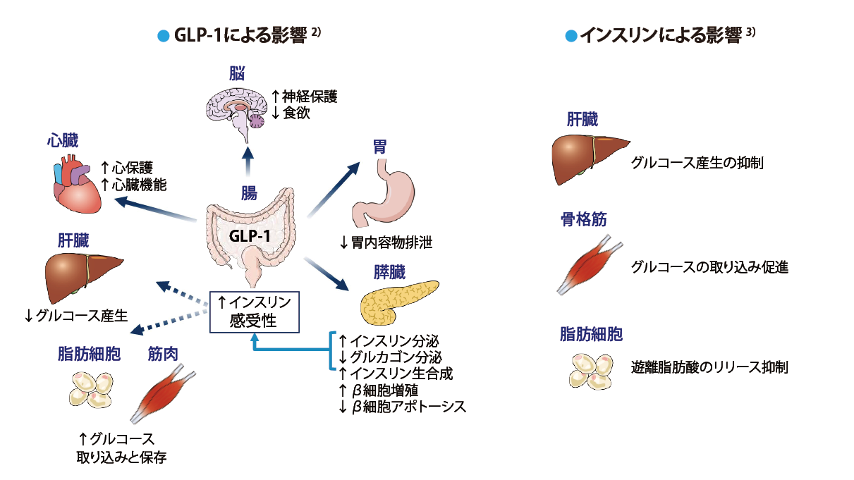 7．インスリン・GLP-1受容体作動薬配合注