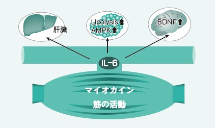 運動療法へのイントロダクション | 糖尿病リソースガイド