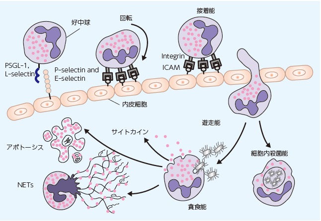 1. 糖尿病患者における感染症の現況─オーバービュー | 糖尿病リソースガイド