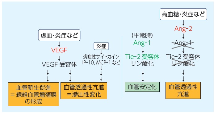 糖尿病網膜症治療最前線?治療アプローチとテクニック (新ES NOW 8) 門之園 一明 糖尿病網膜症｜【玉出駅徒歩3分】サークル帝塚山眼科｜大阪市