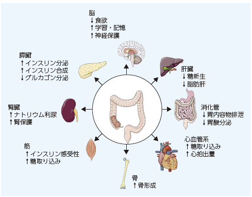 3．GLP-1受容体作動薬の抗肥満効果，神経保護効果，腎保護効果 | 糖尿病リソースガイド