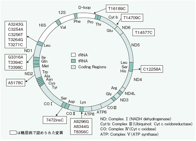 糖尿病の病因と診断（3） | 糖尿病リソースガイド