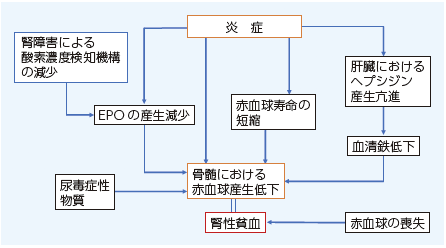 4．腎性貧血の病態生理と治療 ─HIF-PH 阻害薬，エリスロポエチン製剤を含めて | 糖尿病リソースガイド