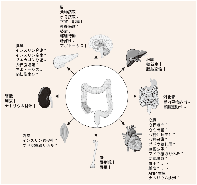 GLP-1受容体作動薬と喘息 | 糖尿病リソースガイド