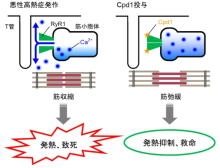 悪性高熱症を治療しないとどうなりますか?