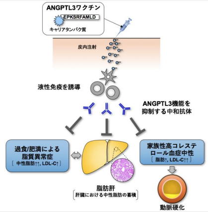 脂質異常症に有効なワクチン治療薬を開発 治療標的の「ANGPTL3