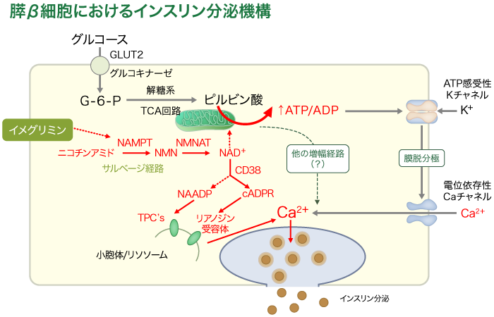 リミングの準備方法