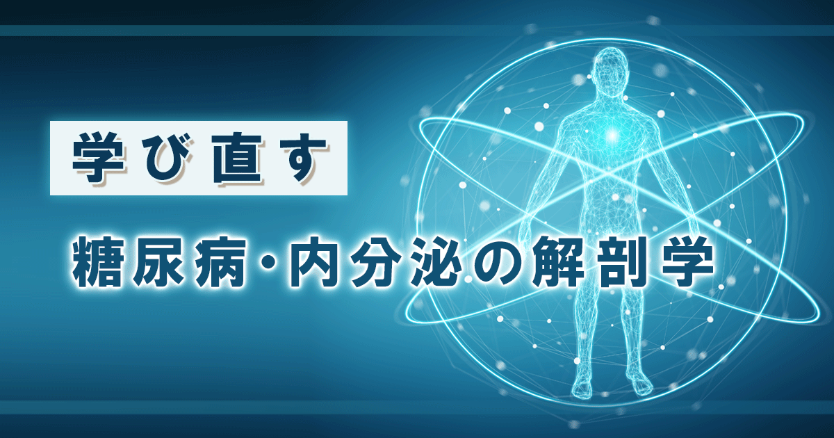 学び直す糖尿病・内分泌の解剖学